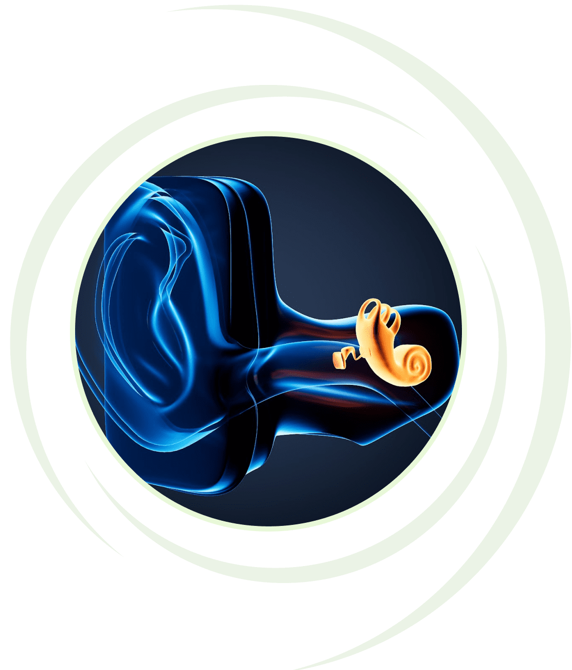 Stylized illustration of human ear anatomy.